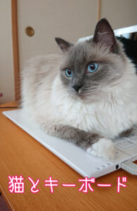 猫とキーボード