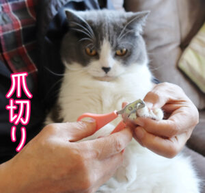大人しく爪切り