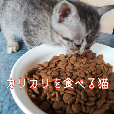 カリカリを食べる猫